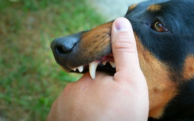 vicious-dog-showing-teeth-biting-hand